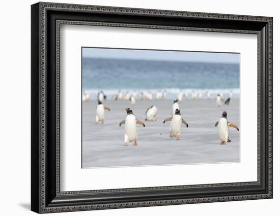 Gentoo Penguin Walking to their Rookery, Falkland Islands-Martin Zwick-Framed Photographic Print