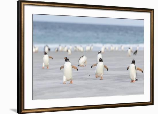 Gentoo Penguin Walking to their Rookery, Falkland Islands-Martin Zwick-Framed Photographic Print