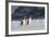 Gentoo Penguin Walking to their Rookery, Falkland Islands-Martin Zwick-Framed Photographic Print