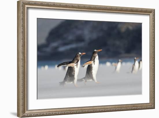 Gentoo Penguin Walking to their Rookery, Falkland Islands-Martin Zwick-Framed Photographic Print