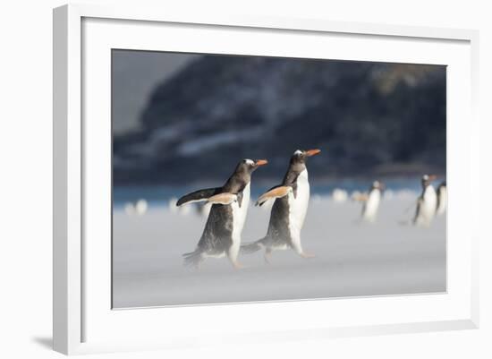 Gentoo Penguin Walking to their Rookery, Falkland Islands-Martin Zwick-Framed Photographic Print