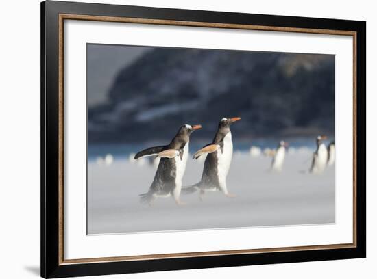 Gentoo Penguin Walking to their Rookery, Falkland Islands-Martin Zwick-Framed Photographic Print