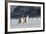 Gentoo Penguin Walking to their Rookery, Falkland Islands-Martin Zwick-Framed Photographic Print