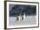 Gentoo Penguin Walking to their Rookery, Falkland Islands-Martin Zwick-Framed Photographic Print