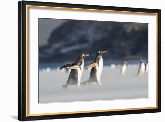 Gentoo Penguin Walking to their Rookery, Falkland Islands-Martin Zwick-Framed Photographic Print