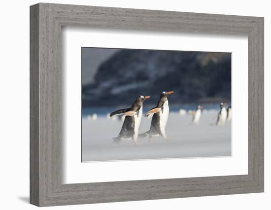 Gentoo Penguin Walking to their Rookery, Falkland Islands-Martin Zwick-Framed Photographic Print