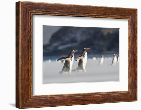 Gentoo Penguin Walking to their Rookery, Falkland Islands-Martin Zwick-Framed Photographic Print