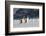 Gentoo Penguin Walking to their Rookery, Falkland Islands-Martin Zwick-Framed Photographic Print