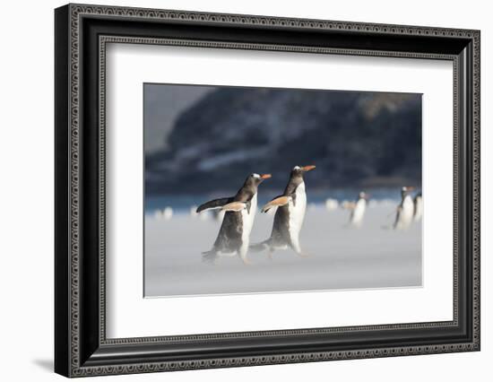 Gentoo Penguin Walking to their Rookery, Falkland Islands-Martin Zwick-Framed Photographic Print