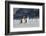 Gentoo Penguin Walking to their Rookery, Falkland Islands-Martin Zwick-Framed Photographic Print