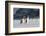 Gentoo Penguin Walking to their Rookery, Falkland Islands-Martin Zwick-Framed Photographic Print