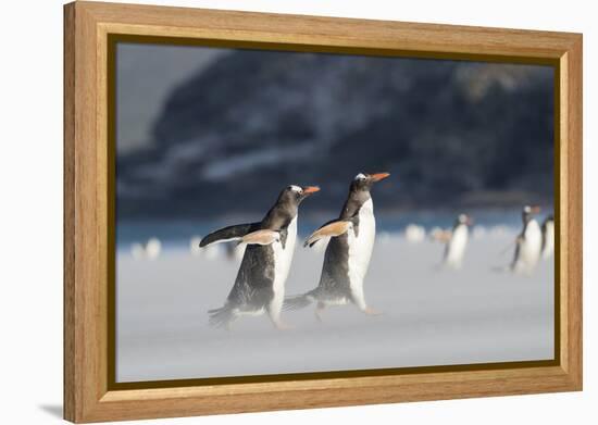 Gentoo Penguin Walking to their Rookery, Falkland Islands-Martin Zwick-Framed Premier Image Canvas