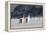 Gentoo Penguin Walking to their Rookery, Falkland Islands-Martin Zwick-Framed Premier Image Canvas