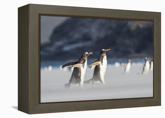 Gentoo Penguin Walking to their Rookery, Falkland Islands-Martin Zwick-Framed Premier Image Canvas