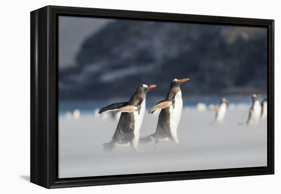 Gentoo Penguin Walking to their Rookery, Falkland Islands-Martin Zwick-Framed Premier Image Canvas