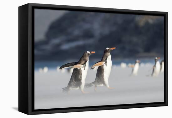 Gentoo Penguin Walking to their Rookery, Falkland Islands-Martin Zwick-Framed Premier Image Canvas