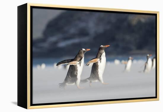 Gentoo Penguin Walking to their Rookery, Falkland Islands-Martin Zwick-Framed Premier Image Canvas