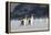 Gentoo Penguin Walking to their Rookery, Falkland Islands-Martin Zwick-Framed Premier Image Canvas