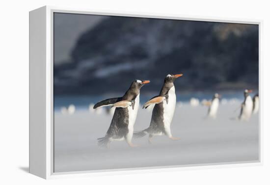 Gentoo Penguin Walking to their Rookery, Falkland Islands-Martin Zwick-Framed Premier Image Canvas