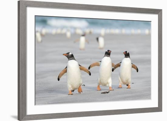 Gentoo Penguin Walking to their Rookery, Falkland Islands-Martin Zwick-Framed Photographic Print