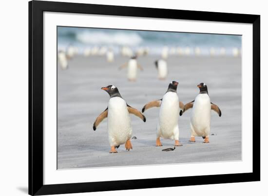 Gentoo Penguin Walking to their Rookery, Falkland Islands-Martin Zwick-Framed Photographic Print