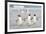 Gentoo Penguin Walking to their Rookery, Falkland Islands-Martin Zwick-Framed Photographic Print