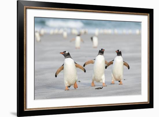 Gentoo Penguin Walking to their Rookery, Falkland Islands-Martin Zwick-Framed Photographic Print