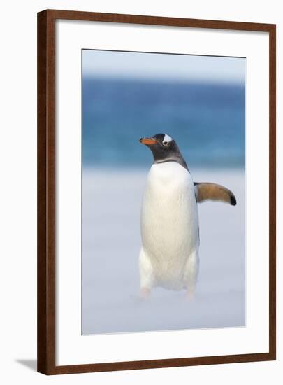 Gentoo Penguin Walking to their Rookery, Falkland Islands-Martin Zwick-Framed Photographic Print