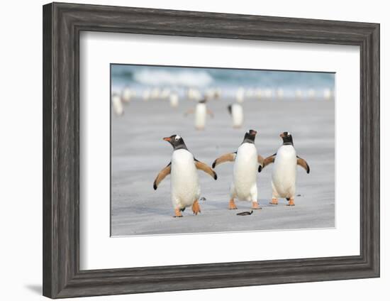 Gentoo Penguin Walking to their Rookery, Falkland Islands-Martin Zwick-Framed Photographic Print