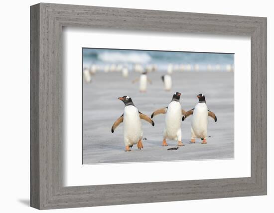 Gentoo Penguin Walking to their Rookery, Falkland Islands-Martin Zwick-Framed Photographic Print