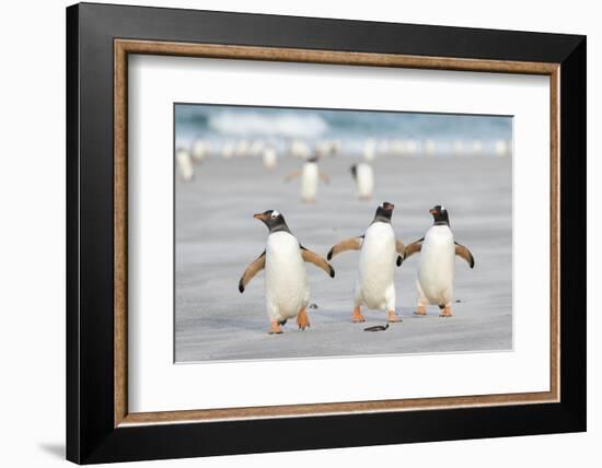 Gentoo Penguin Walking to their Rookery, Falkland Islands-Martin Zwick-Framed Photographic Print