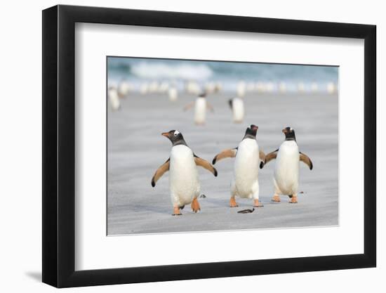 Gentoo Penguin Walking to their Rookery, Falkland Islands-Martin Zwick-Framed Photographic Print