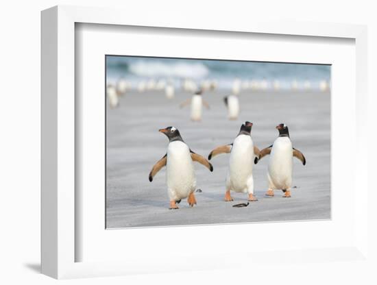 Gentoo Penguin Walking to their Rookery, Falkland Islands-Martin Zwick-Framed Photographic Print