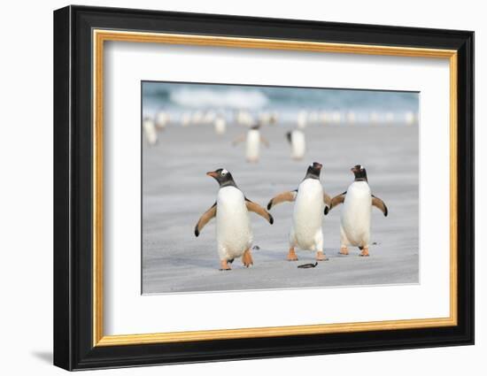 Gentoo Penguin Walking to their Rookery, Falkland Islands-Martin Zwick-Framed Photographic Print