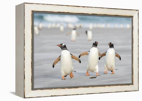Gentoo Penguin Walking to their Rookery, Falkland Islands-Martin Zwick-Framed Premier Image Canvas