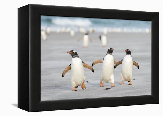 Gentoo Penguin Walking to their Rookery, Falkland Islands-Martin Zwick-Framed Premier Image Canvas