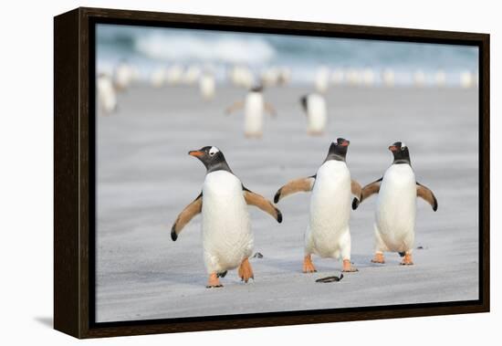 Gentoo Penguin Walking to their Rookery, Falkland Islands-Martin Zwick-Framed Premier Image Canvas