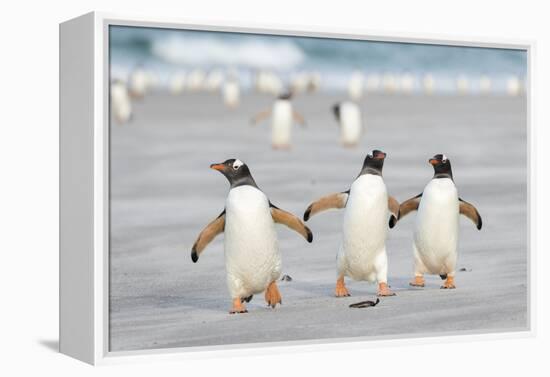 Gentoo Penguin Walking to their Rookery, Falkland Islands-Martin Zwick-Framed Premier Image Canvas