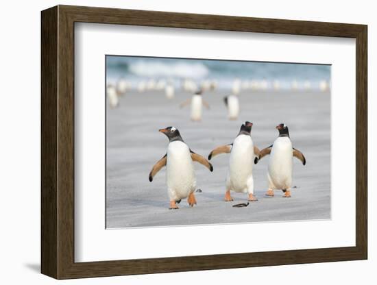 Gentoo Penguin Walking to their Rookery, Falkland Islands-Martin Zwick-Framed Premium Photographic Print