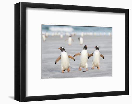 Gentoo Penguin Walking to their Rookery, Falkland Islands-Martin Zwick-Framed Premium Photographic Print