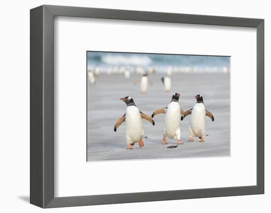 Gentoo Penguin Walking to their Rookery, Falkland Islands-Martin Zwick-Framed Premium Photographic Print
