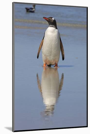 Gentoo Penguin. West Point Island. Falkland Islands.-Tom Norring-Mounted Photographic Print