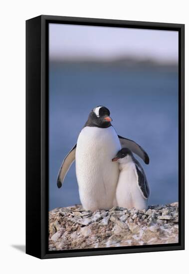 Gentoo Penguin with Young-DLILLC-Framed Premier Image Canvas