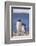 Gentoo Penguin with Young-DLILLC-Framed Photographic Print