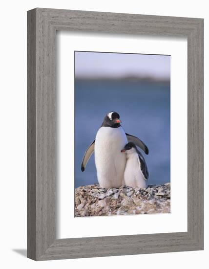 Gentoo Penguin with Young-DLILLC-Framed Photographic Print