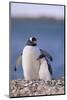 Gentoo Penguin with Young-DLILLC-Mounted Photographic Print