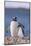 Gentoo Penguin with Young-DLILLC-Mounted Photographic Print