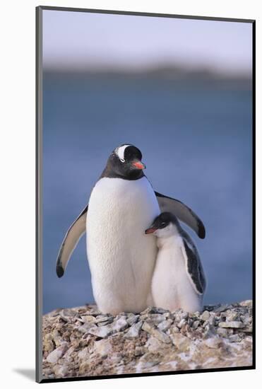 Gentoo Penguin with Young-DLILLC-Mounted Photographic Print