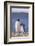 Gentoo Penguin with Young-DLILLC-Framed Photographic Print