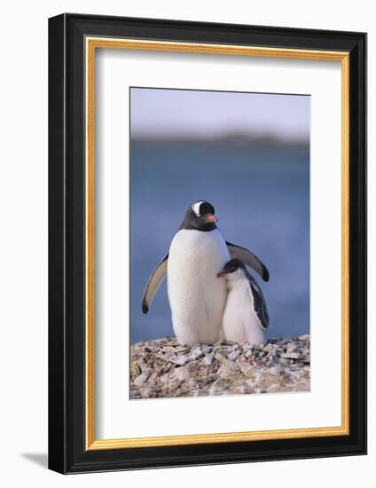 Gentoo Penguin with Young-DLILLC-Framed Photographic Print